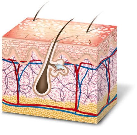 Epidermis – Advanced Skin Barrier Repair Cream - SkinNails&Makeup