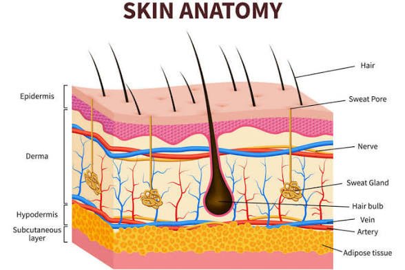 Epidermis – Advanced Skin Barrier Repair Cream - SkinNails&Makeup