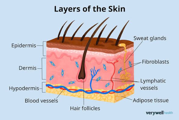 Epidermis – Advanced Skin Barrier Repair Cream - SkinNails&Makeup